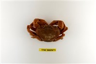 藏品(拉氏清溪蟹)的圖片